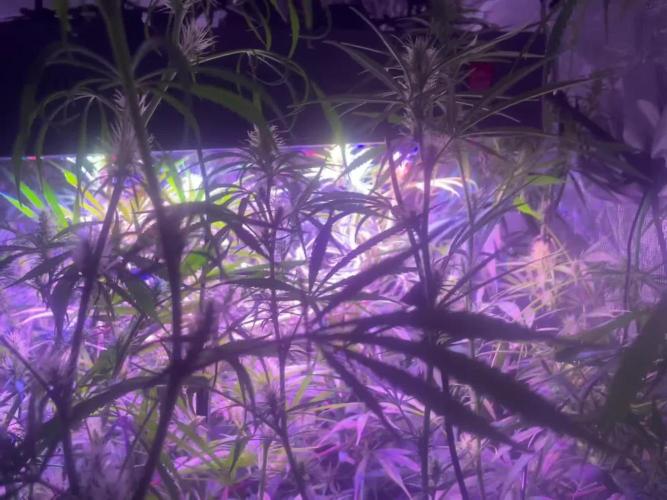 1980s Durban Poison Living Pheno Hunt