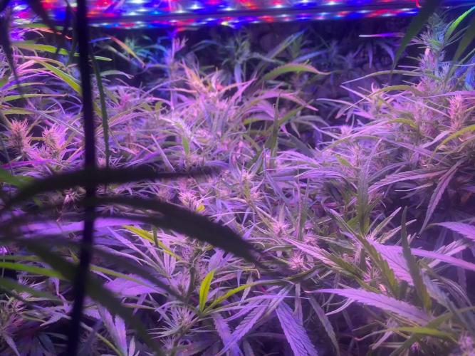 1980s Durban Poison Living Pheno Hunt