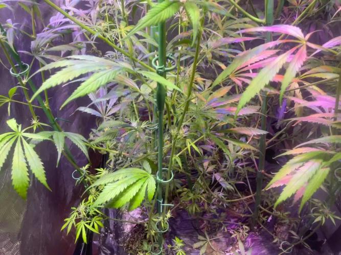 1980s Durban Poison Living Pheno Hunt
