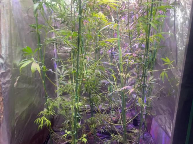 1980s Durban Poison Living Pheno Hunt