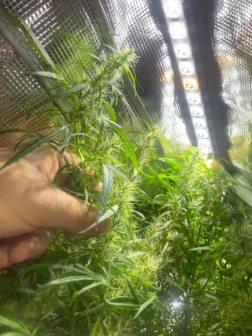 1980s Durban Poison Living Pheno Hunt