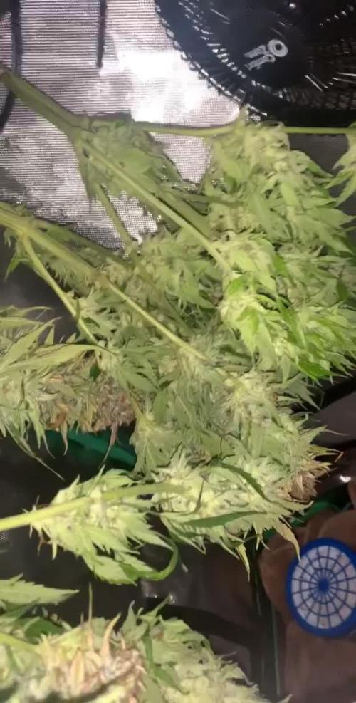 Auto Glueberry O.G 