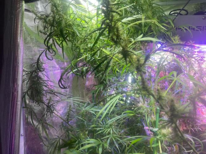1980s Durban Poison Living Pheno Hunt