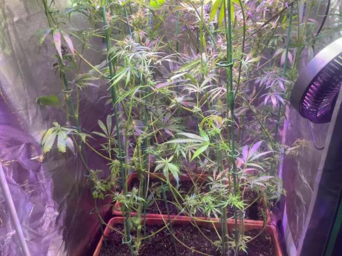 1980s Durban Poison Living Pheno Hunt