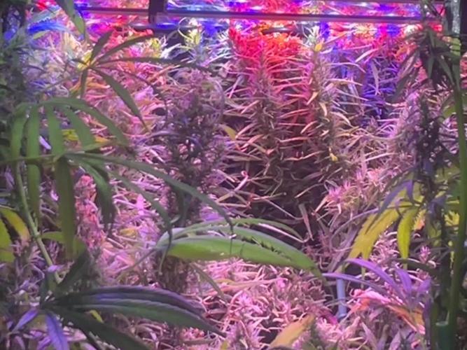 1980s Durban Poison Living Pheno Hunt