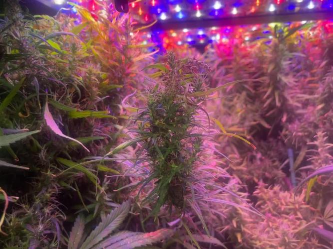 1980s Durban Poison Living Pheno Hunt