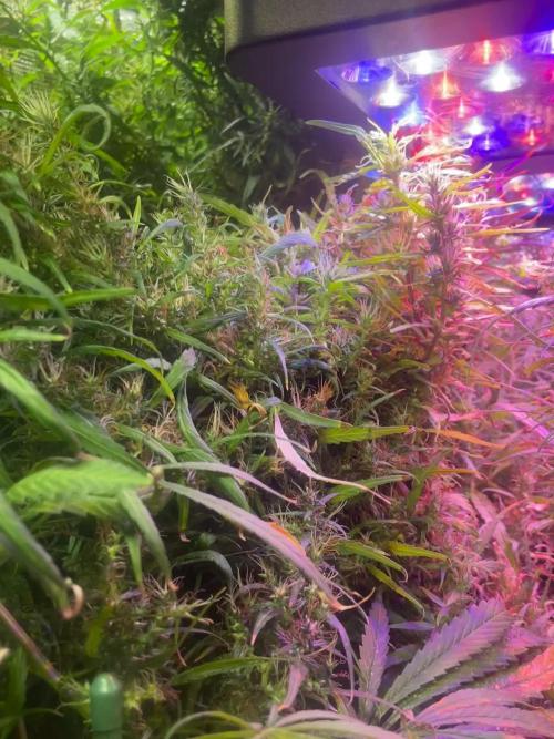 1980s Durban Poison Living Pheno Hunt