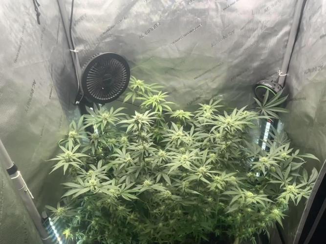 Purple Marmalade Pheno Hunt Living Soil