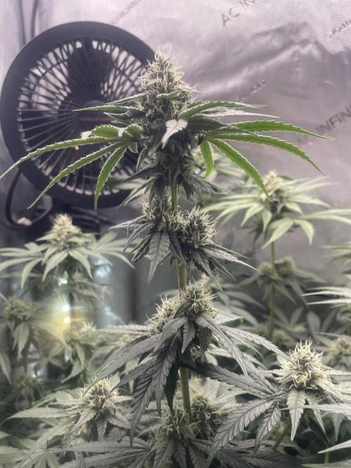 Purple Marmalade Pheno Hunt Living Soil. Week 10 - November 8th. Number 2 Structure