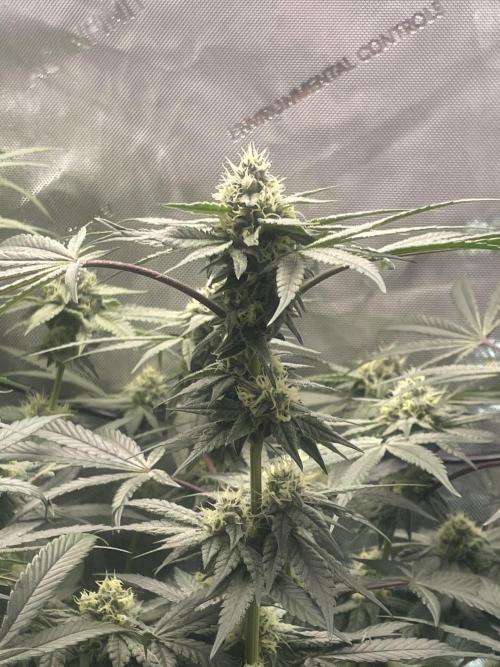 Purple Marmalade Pheno Hunt Living Soil. Week 10 - November 8th. Number 3 Structure