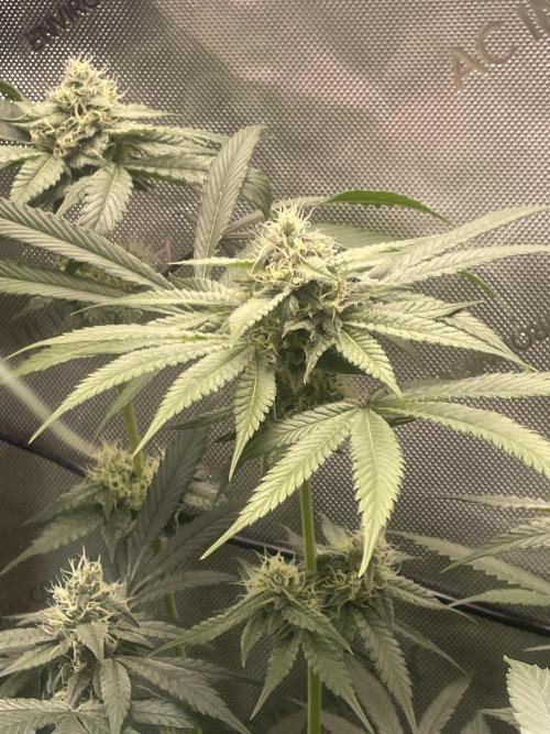 Purple Marmalade Pheno Hunt Living Soil. Week 10 - November 8th. Number 1 Structure