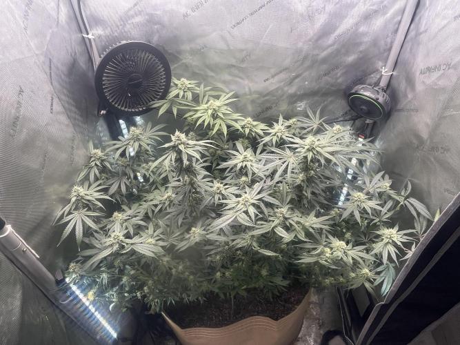 Purple Marmalade Pheno Hunt Living Soil. Week 10 - November 8th. 3/4 view