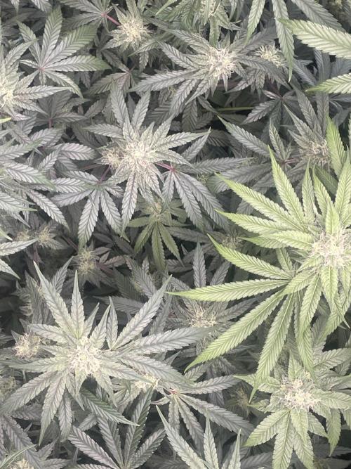 Purple Marmalade Pheno Hunt Living Soil. Week 10 - November 8th. Aerial View