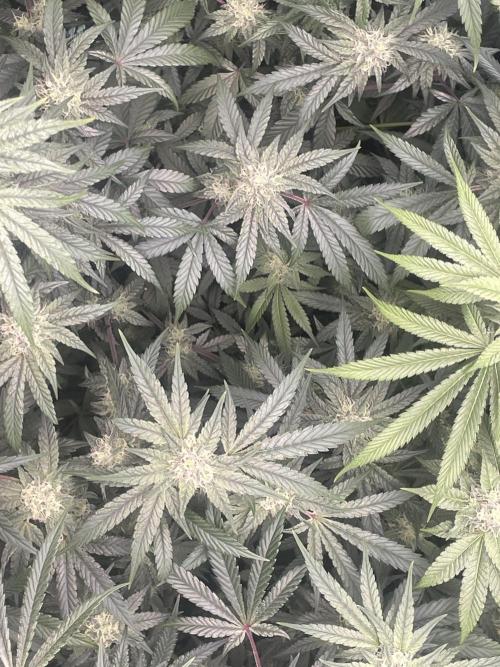 Purple Marmalade Pheno Hunt Living Soil. Week 10 - November 8th. Aerial view 