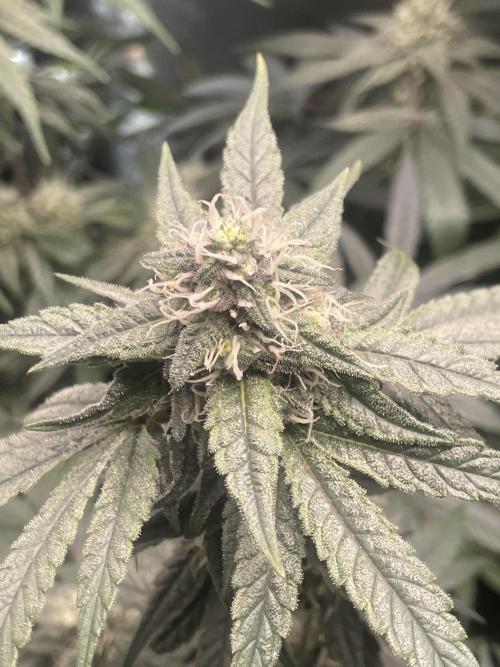 Purple Marmalade Pheno Hunt Living Soil. Week 10 - Number 2 Close up