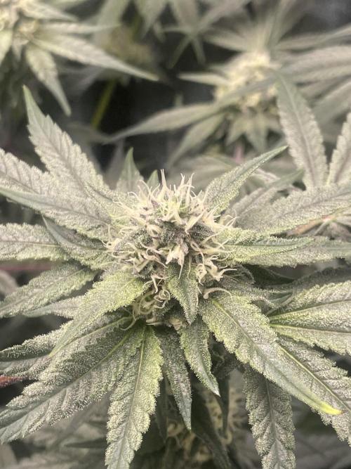 Purple Marmalade Pheno Hunt Living Soil. Week 10 - Number 2 close up