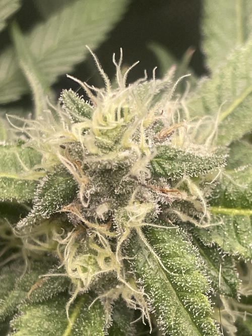 Purple Marmalade Pheno Hunt Living Soil. Week 10 - number 1 close ip