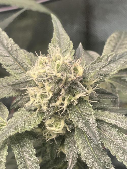 Purple Marmalade Pheno Hunt Living Soil. Week 10 -  Number 3 close up