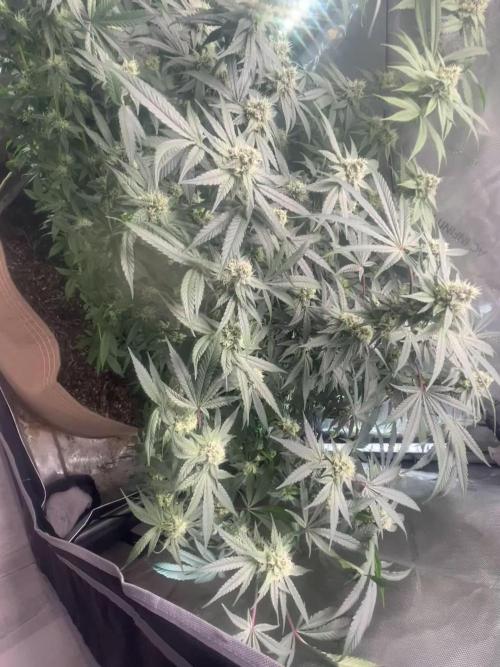 Purple Marmalade Pheno Hunt Living Soil