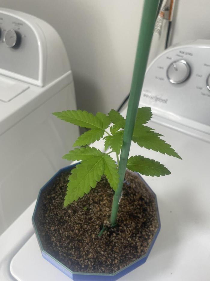 12/12 Ricky’s Sticky’s Hash Plant. Week 4