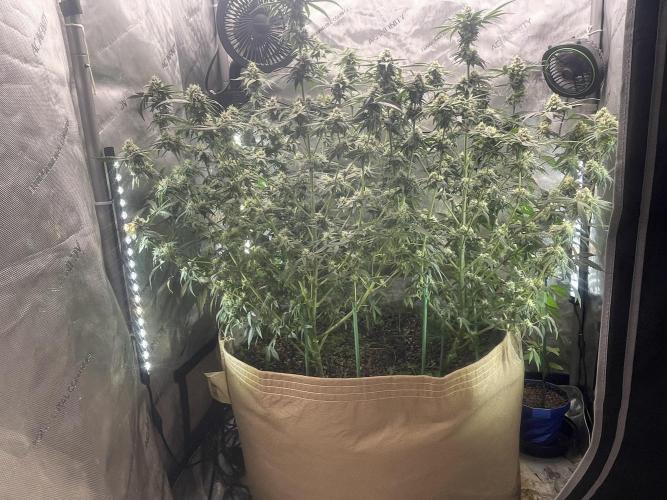 Purple Marmalade Pheno Hunt Living Soil. Week 10 - November 9th. Post Defoliation side view 