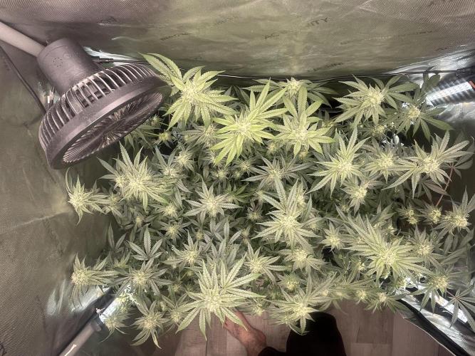 Purple Marmalade Pheno Hunt Living Soil. Week 10 - November 9th. Post Defoliation top view