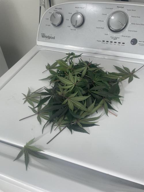 Purple Marmalade Pheno Hunt Living Soil. Week 10 - leaves removed November 9th.