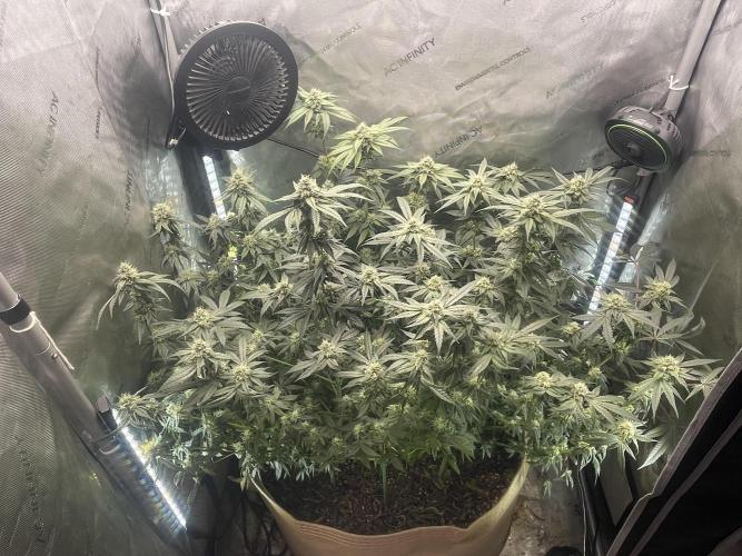 Purple Marmalade Pheno Hunt Living Soil. Week 10 - November 9th. Post DefoliatioN 3/4 view