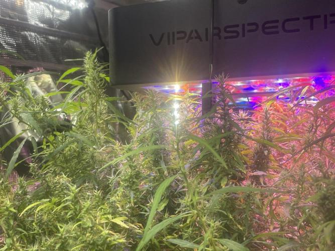 1980s Durban Poison Living Pheno Hunt. Week 34 - November 9th. Close up of bud structure 