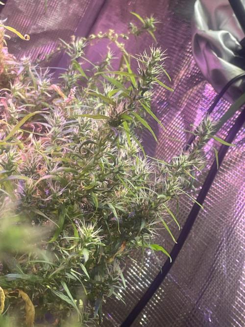 1980s Durban Poison Living Pheno Hunt. Week 34 - November 9th. Close up of bud structure 