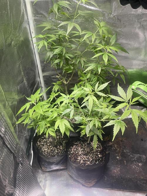 1980s Durban Poison Living Pheno Hunt. Week 34 - November 8th. Parents