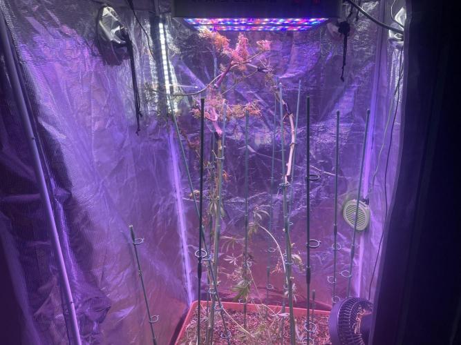 1980s Durban Poison Living Pheno Hunt. Week 35 - November 15th plants after stripping