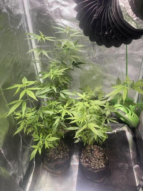 1980s Durban Poison Living Pheno Hunt. Week 35 - November 15th. Remaining parents who will give me clones