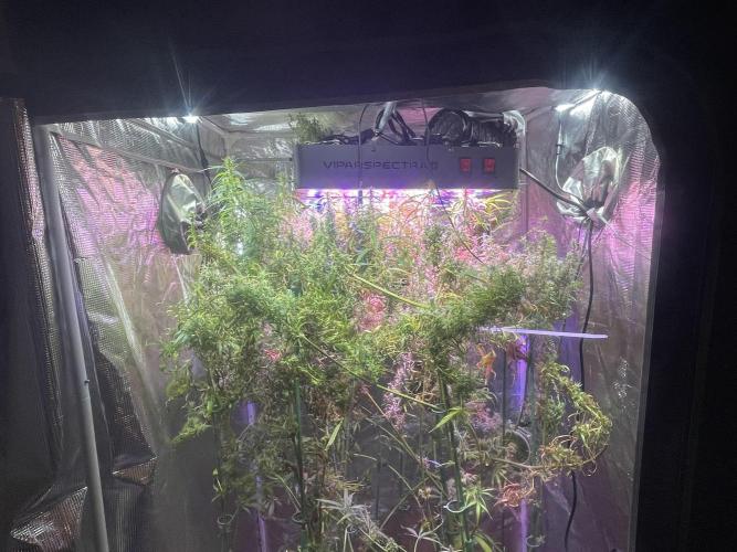 1980s Durban Poison Living Pheno Hunt. Week 35 - November 9th