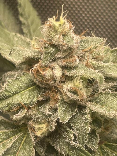 Purple Marmalade Pheno Hunt Living Soil. Week 11 - November 16th. Number 1 Cherry Chunks Close Up