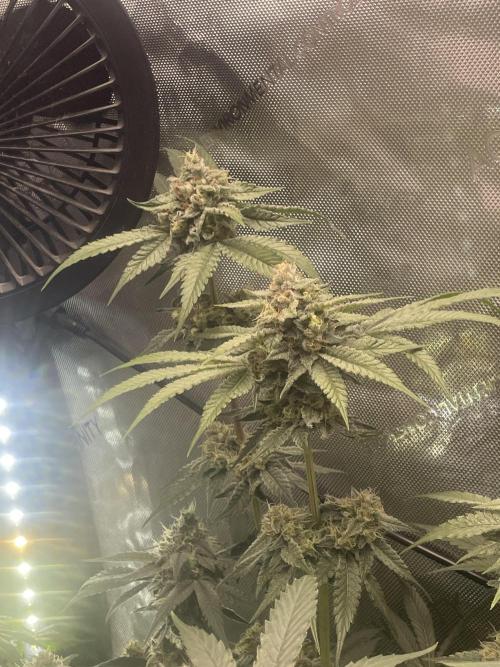 Purple Marmalade Pheno Hunt Living Soil. Week 11 - November 16th. Number 1 Cherry Chunks Structure