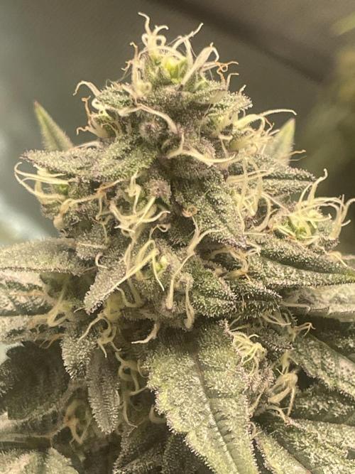 Purple Marmalade Pheno Hunt Living Soil. Week 11 - November 16th. Number 2 Purple Marmalade Close Up