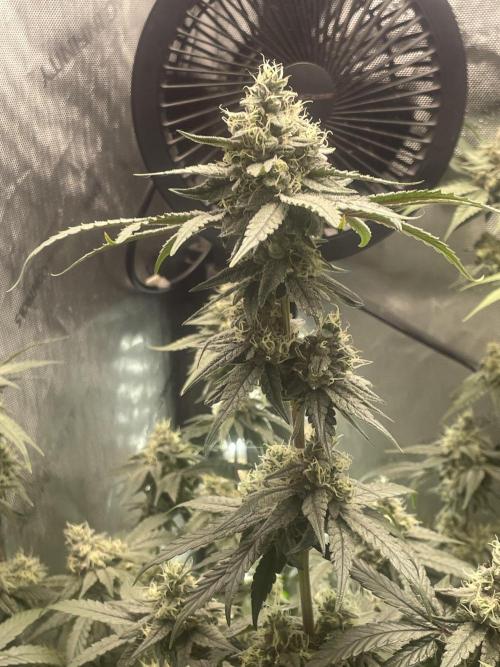 Purple Marmalade Pheno Hunt Living Soil. Week 11 - November 16th. Number 2 Purple Marmalade Structure