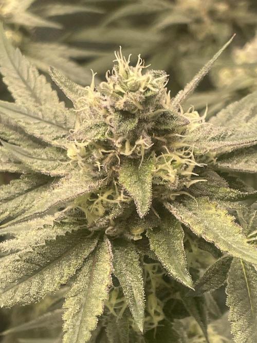 Purple Marmalade Pheno Hunt Living Soil. Week 11 - November 16th. Number 3 Purple Marmalade Close Up