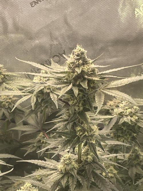 Purple Marmalade Pheno Hunt Living Soil. Week 11 - November 16th. Number 3 Purple Marmalade Structure