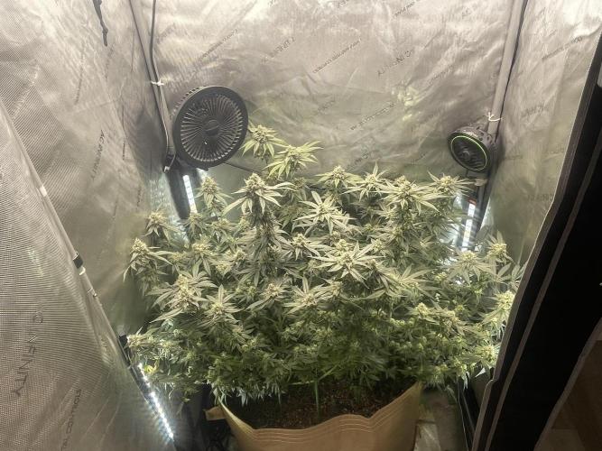 Purple Marmalade Pheno Hunt Living Soil. Week 11 - November 16th. 3/4 View 