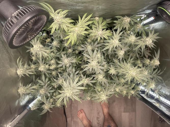 Purple Marmalade Pheno Hunt Living Soil. Week 11 - November 16th. Top View