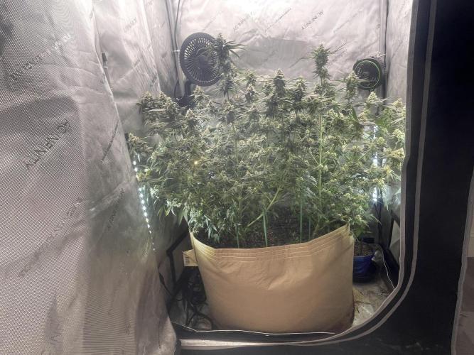 Purple Marmalade Pheno Hunt Living Soil. Week 11 - November 16th. Side View