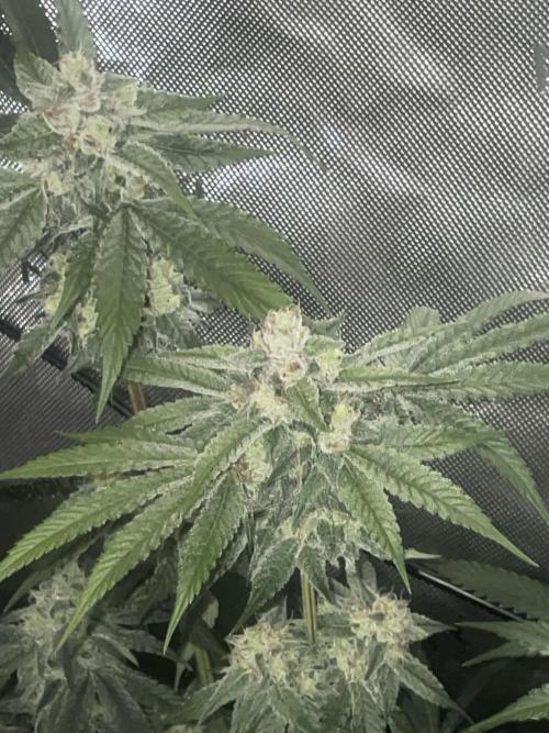 Purple Marmalade Pheno Hunt Living Soil. Week 11 - November 16th. Number 1 Cherry Chunks Close Up Lights Out