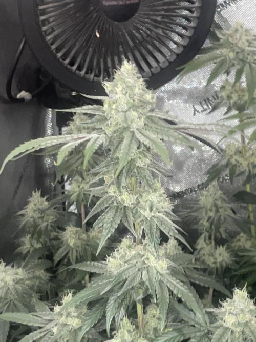 Purple Marmalade Pheno Hunt Living Soil. Week 11 - November 16th. Number 2 Purple Marmalade Close Up Lights Out