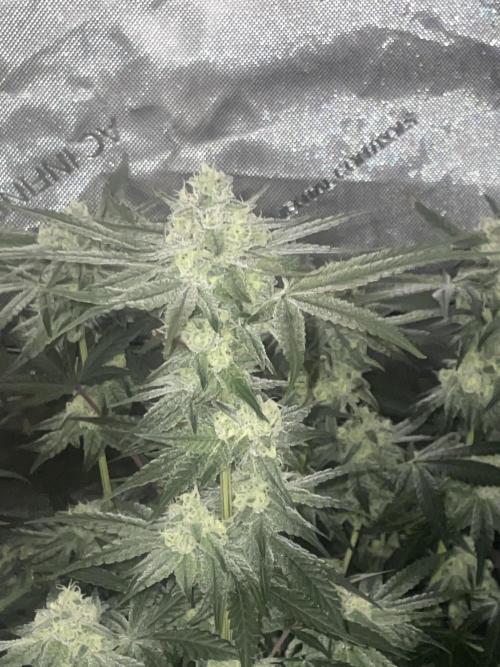 Purple Marmalade Pheno Hunt Living Soil. Week 11 - November 16th. Number 3 Purple Marmalade Close Up Lights Out