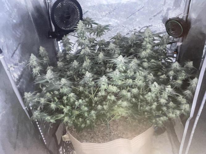 Purple Marmalade Pheno Hunt Living Soil. Week 11 - November 16th. Lights Out Money Shot