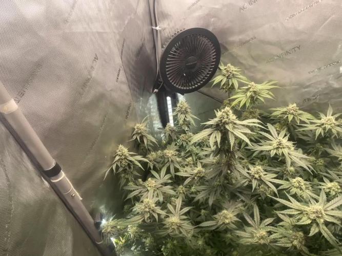 Purple Marmalade Pheno Hunt Living Soil