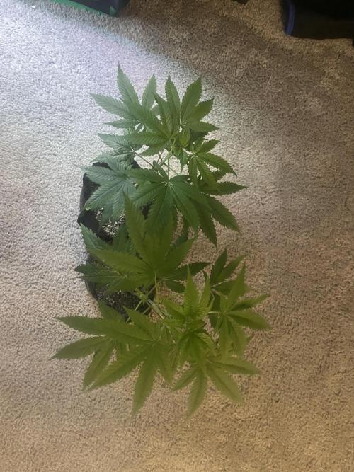 Purple Marmalade Pheno Hunt Living Soil. Week 11 - November 16th, Purple Marmalade Clones