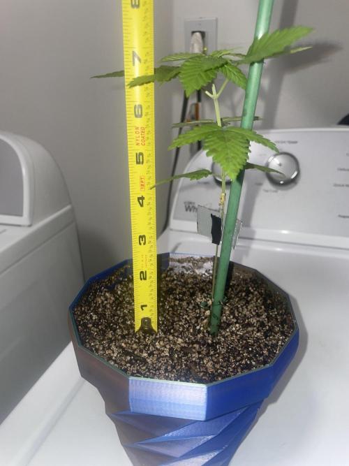 12/12 Ricky’s Sticky’s Hash Plant. Week 5 - November 16th. Side View, 7 inches Tall